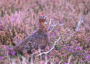 RP+P_red_grouse_1