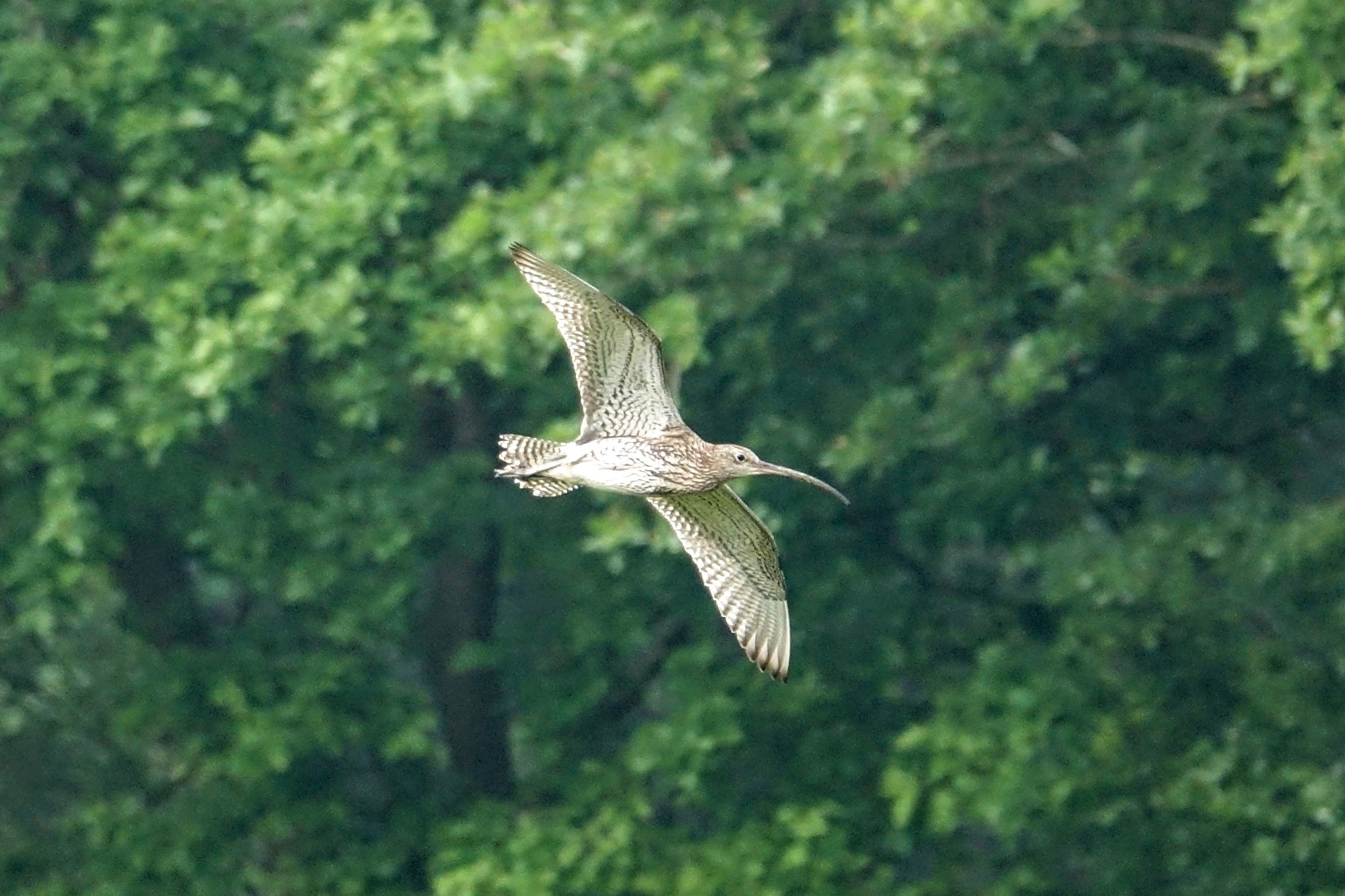 GY_2016_05_26_Whixall Moss_curlew at whixall moss_RB
