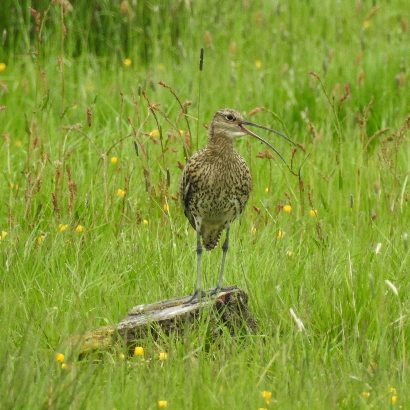 GY_2016_06_05_Whixall Moss_curlew @ whixall moss_RB
