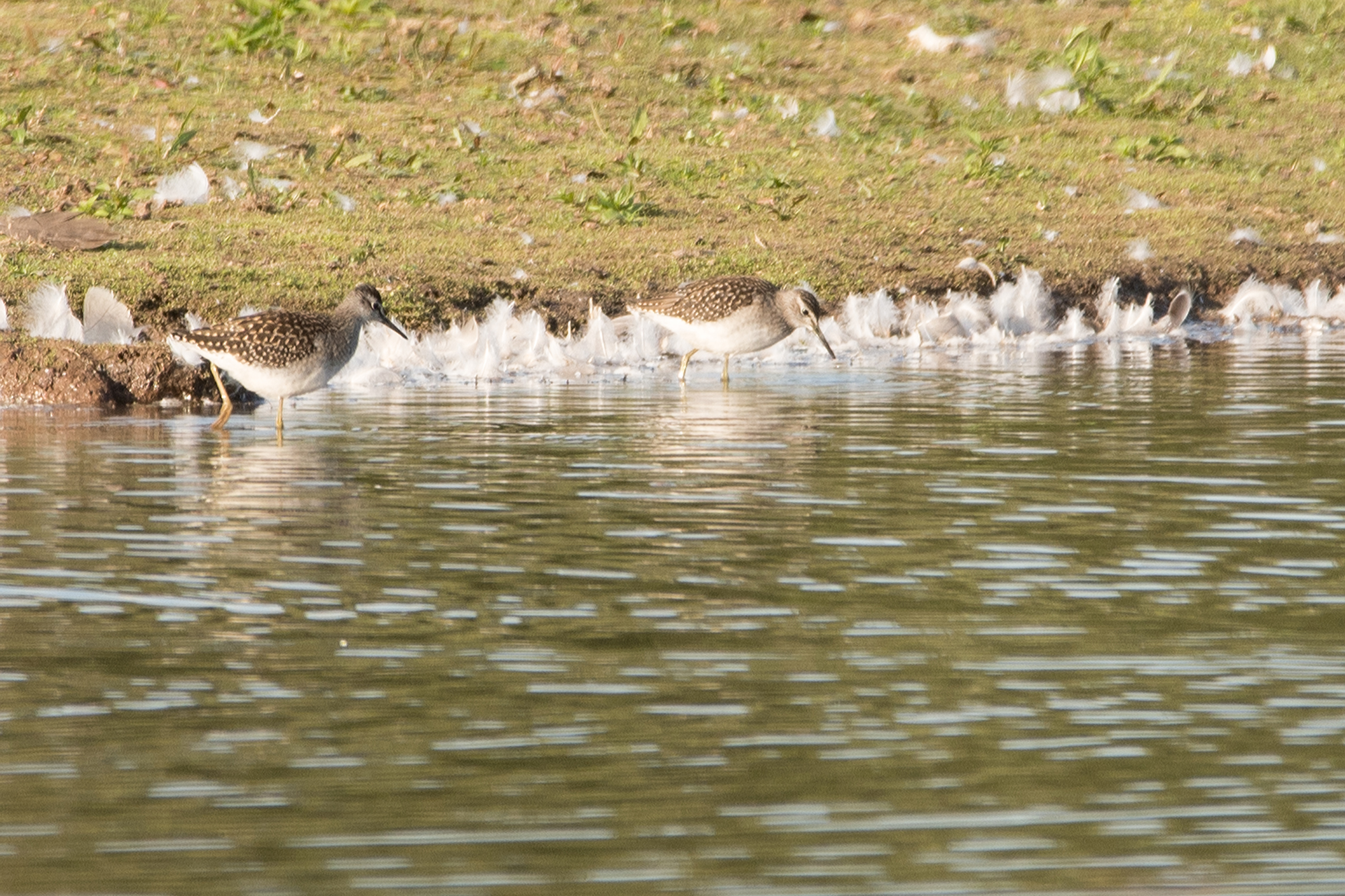 GY_Wood Sandpipers 2_AW_