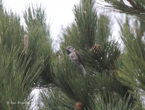 Crested Tit (Sue Brealey)