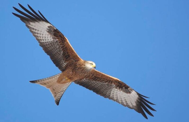 Red Kites in Shropshire Shropshire Ornithological Society