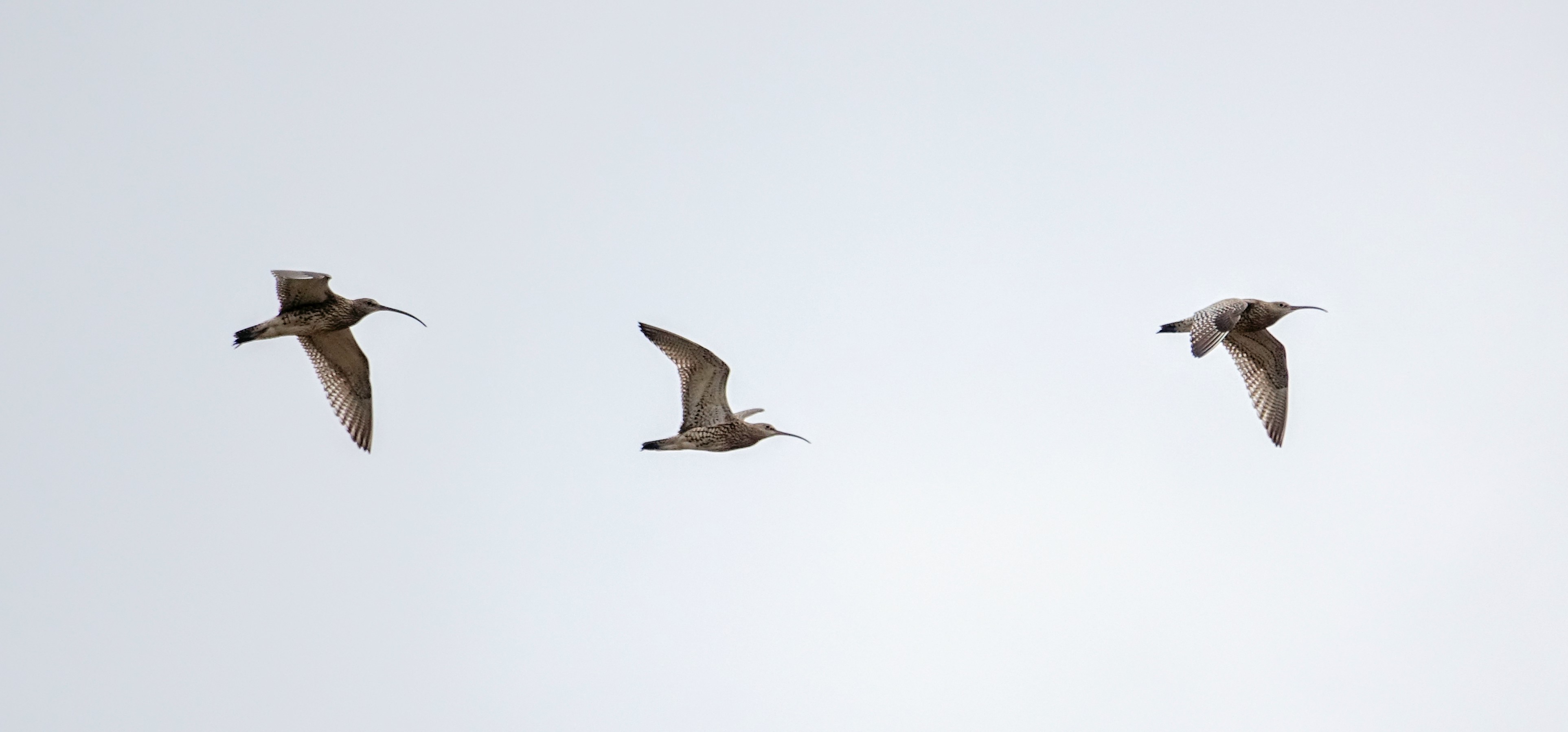 Curlews in flight, Whixall Moss, 26 May 2016 (Robin Bennett)