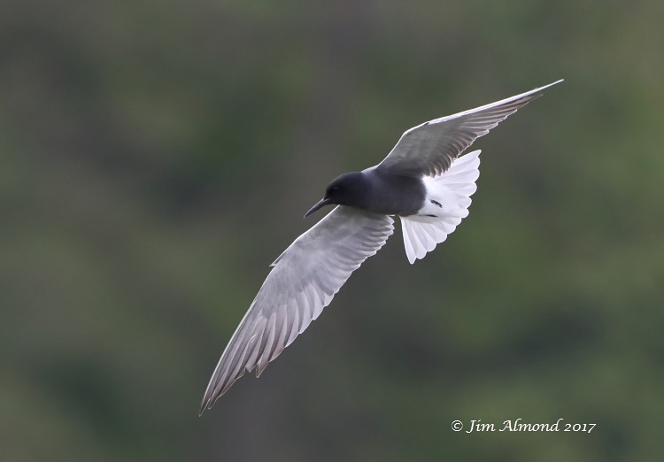 GY_Black Tern underwing banking Colemere 30 4 17_JA