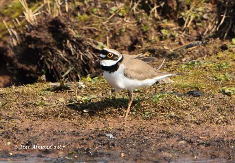 GY_Blog Little Ringed Plover VP 9 4 17 raw edit FA1A6317_JA