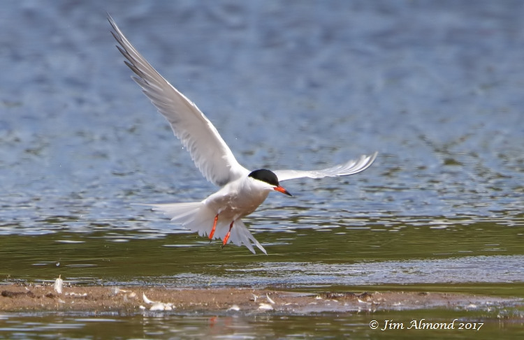 GY_Common Tern take off VP 15 6 17_JA - Copy