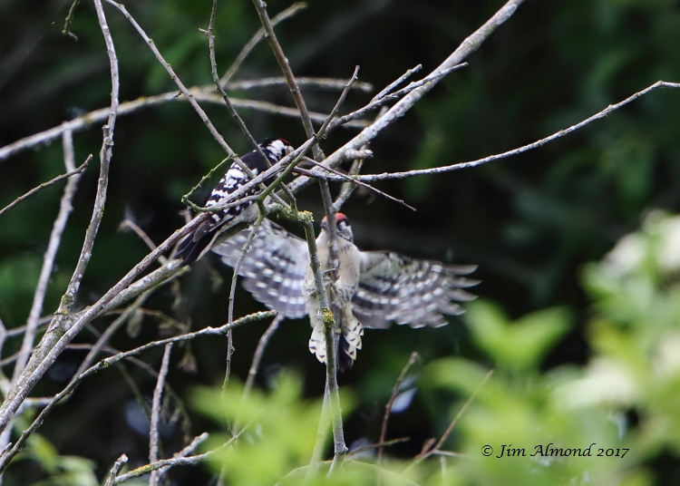 GY_Lesser Spotted Woodpecker male feeding juv male VP 9 6 17_JA